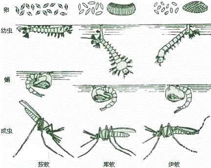 药水子灭蚊有什么作用_灭蚊子的药水有哪些_蚊子的药水