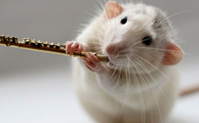 老鼠灭土有效方法是什么_老鼠灭土有效方法有哪些_灭老鼠最有效的土方法