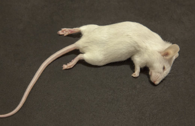 灭老鼠最有效的土方法_老鼠灭土有效方法有哪些_老鼠灭土有效方法是什么