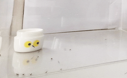 灭蚊图片表情包_灭蚊子表情包_灭蚊子图片