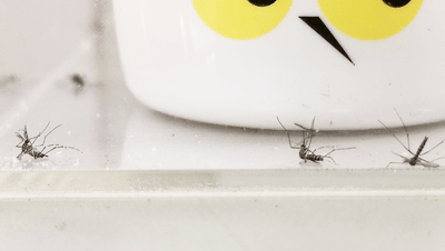 灭蚊图片表情包_灭蚊子图片_灭蚊子表情包