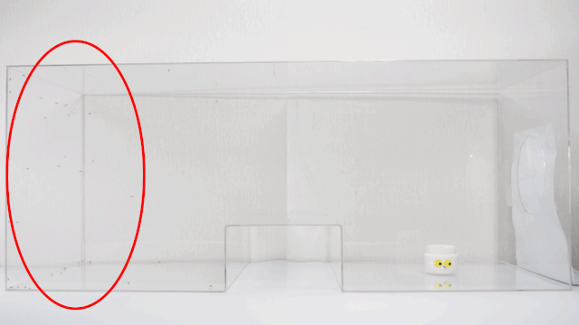 灭蚊图片表情包_灭蚊子图片_灭蚊子表情包