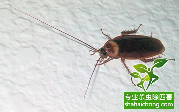 灭杀蟑螂药_灭蟑螂蟑螂药_灭蟑螂的特效药