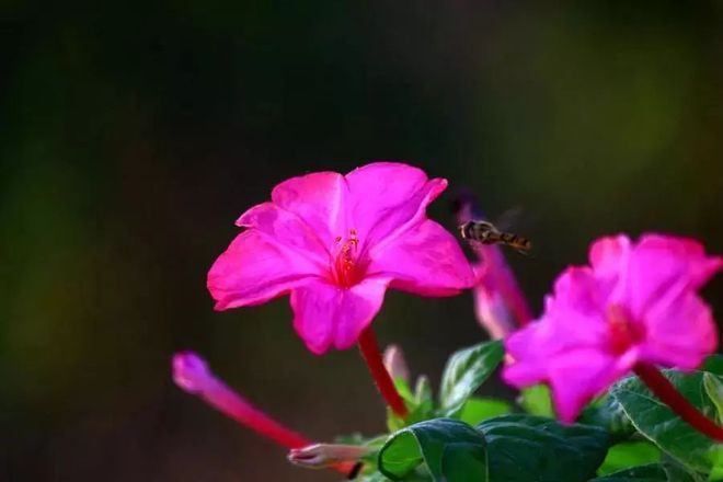 灭蚊子照片_灭蚊子表情包_灭蚊子图片