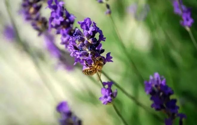 灭蚊子照片_灭蚊子图片_灭蚊子表情包