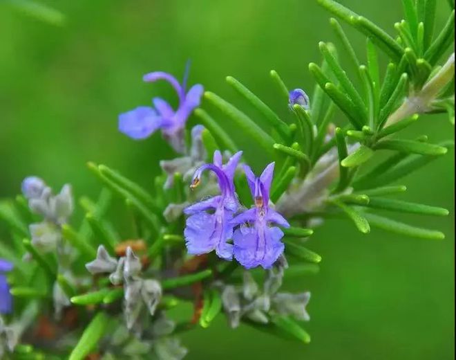 灭蚊子照片_灭蚊子表情包_灭蚊子图片