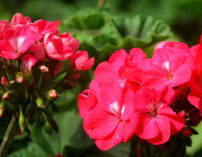 灭蚊子表情包_灭蚊子照片_灭蚊子图片