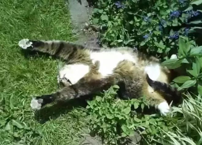 灭蚊子图片_灭蚊子照片_灭蚊子表情包