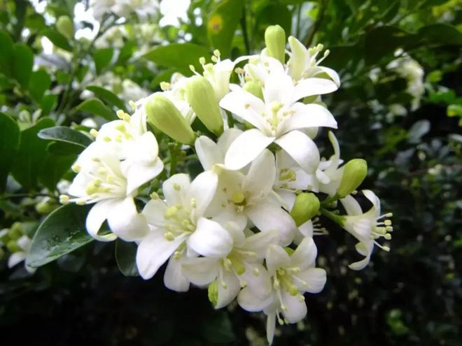 灭蚊子照片_灭蚊子图片_灭蚊子表情包