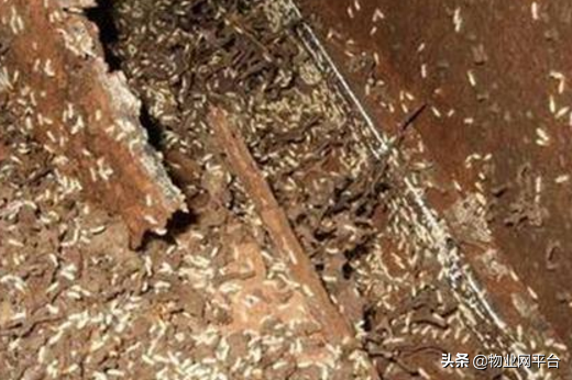 灭治白蚁有哪些药物_灭白蚁防治_灭杀白蚁的最好的药