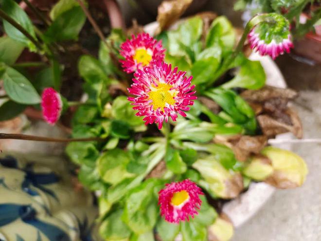 臭虫最有效的方法_臭虫有效方法是什么_臭虫有效方法有哪些