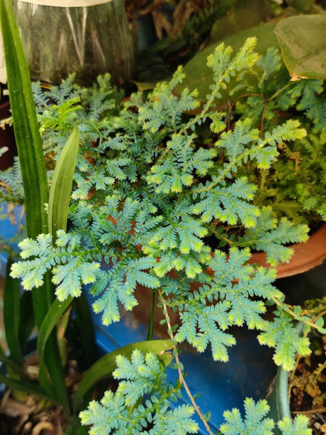 臭虫有效方法是什么_臭虫最有效的方法_臭虫有效方法有哪些