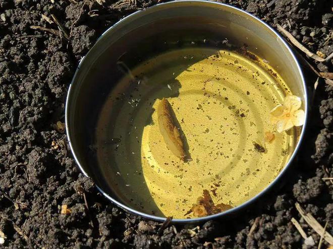 臭虫最有效的方法_臭虫有效方法是什么_臭虫有效方法有哪些