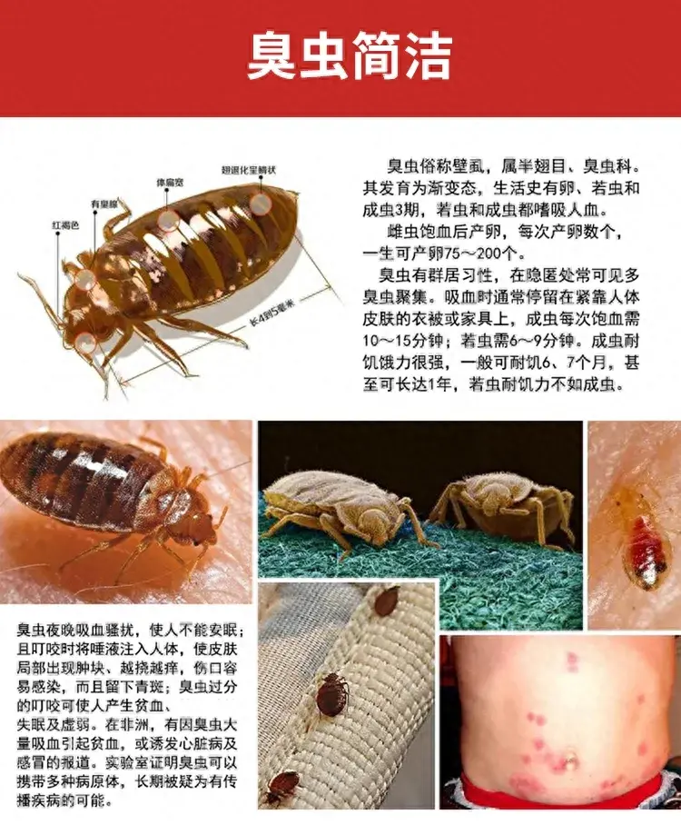 臭虫最有效的方法_臭虫有效方法有哪些_臭虫有效方法是什么