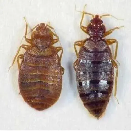 臭虫最有效的方法_臭虫有效方法是什么_臭虫有效方法有哪些