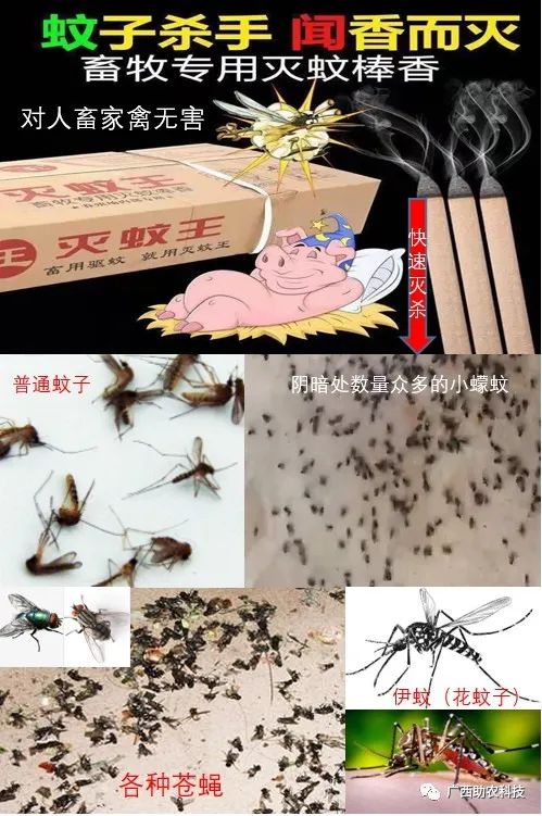苍蝇驱除种有效方法图片_最有效的11种驱除苍蝇方法_苍蝇驱除种有效方法有哪些
