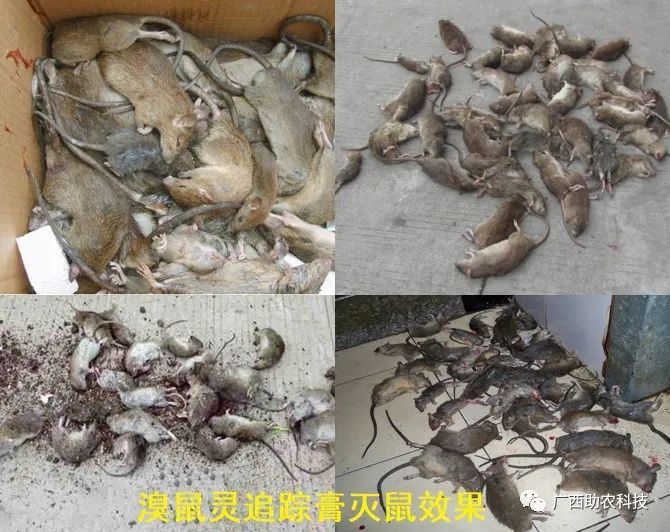 苍蝇驱除种有效方法图片_最有效的11种驱除苍蝇方法_苍蝇驱除种有效方法有哪些