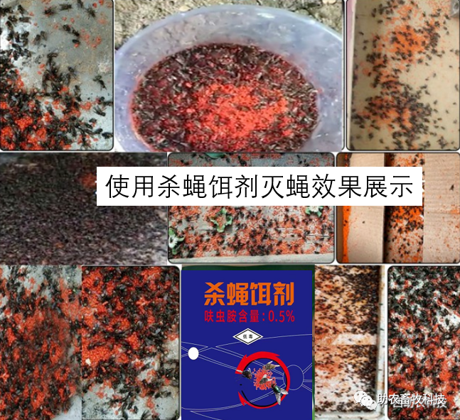 苍蝇驱除种有效方法图片_苍蝇驱除种有效方法有哪些_最有效的11种驱除苍蝇方法
