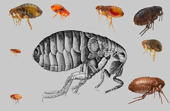 灭跳蚤专用药_灭跳蚤药的成分是什么_灭跳蚤农药