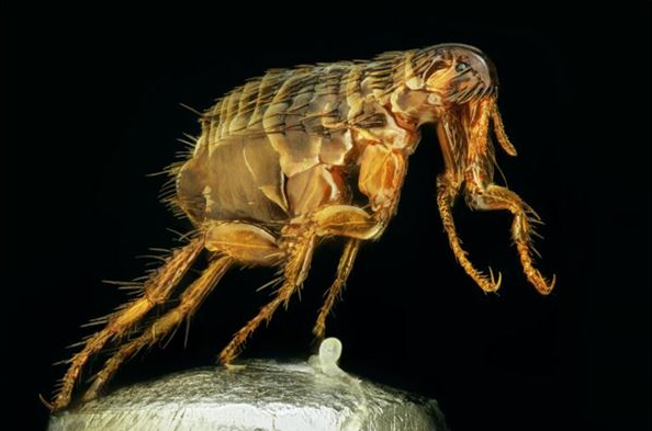 灭跳蚤专用药_灭跳蚤农药_灭跳蚤药的成分是什么