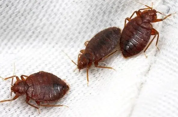 灭跳蚤药的成分是什么_灭跳蚤农药_灭跳蚤专用药