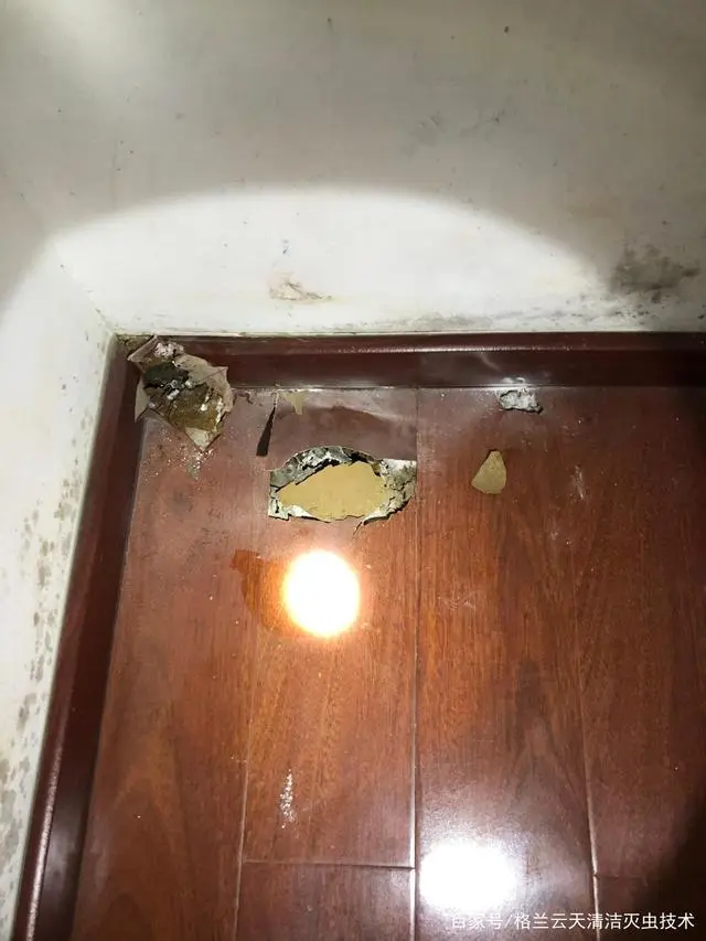 灭白蚁的方法_灭白蚁最快的方法_如何消灭白蚁方法