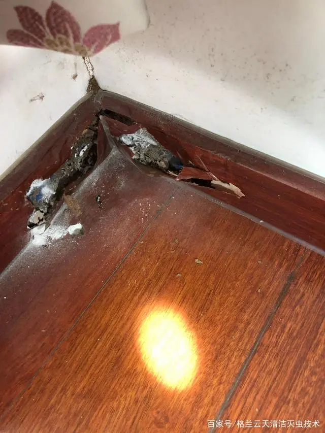 灭白蚁最快的方法_如何消灭白蚁方法_灭白蚁的方法