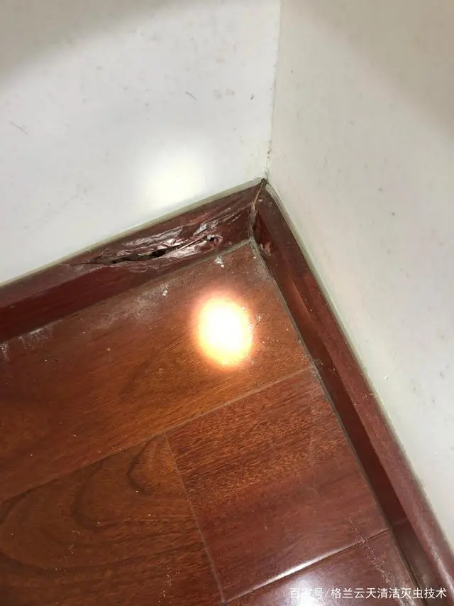 如何消灭白蚁方法_灭白蚁最快的方法_灭白蚁的方法