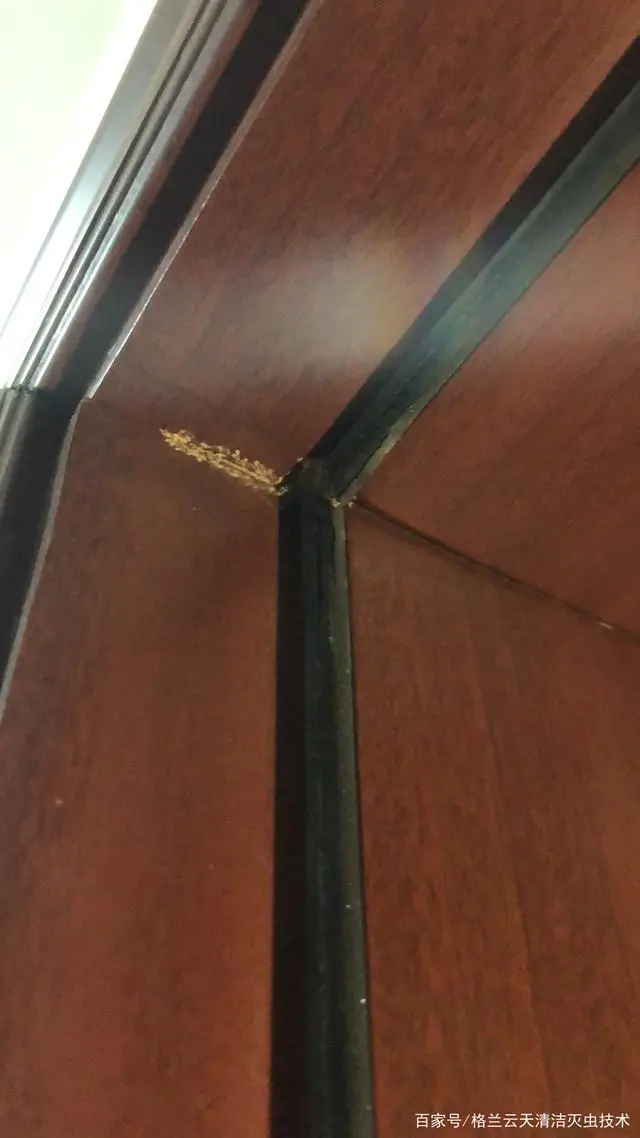 灭白蚁的方法_如何消灭白蚁方法_灭白蚁最快的方法