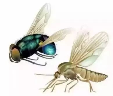 最有效的11种驱除苍蝇方法_苍蝇驱除种有效方法有哪些_苍蝇驱除种有效方法是什么