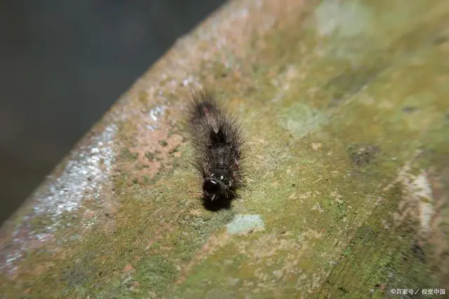 灭臭虫的用品_灭臭虫用什么药_专业灭臭虫