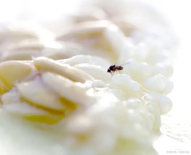 灭臭虫用什么药_专业灭臭虫_灭臭虫的用品