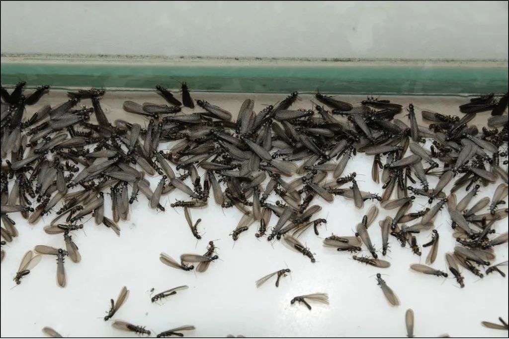 上门灭白蚂蚁_上门灭白蚁咨询电话_灭白蚁服务电话热线