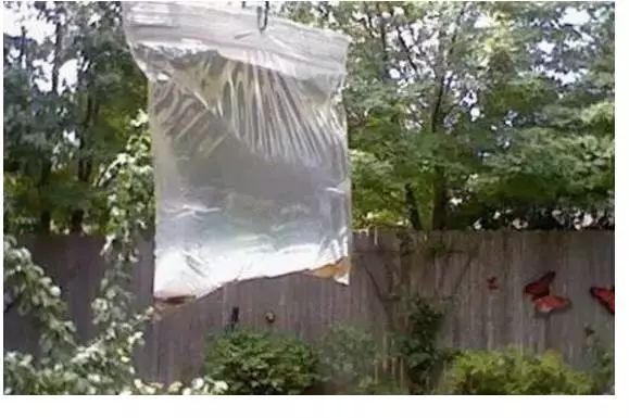 灭蝇最快土办法_土办法怎么灭苍蝇_土法灭蚊蝇