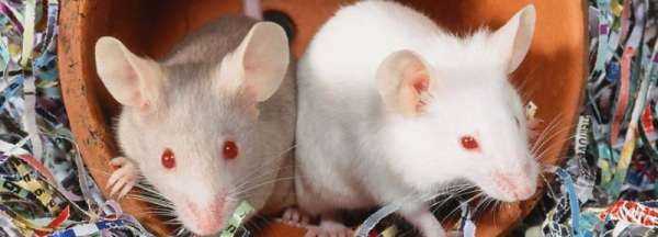 西湖区专业灭鼠公司 除四害上门电话