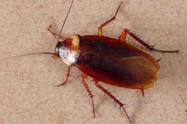 西湖区专业灭鼠公司 除四害上门电话