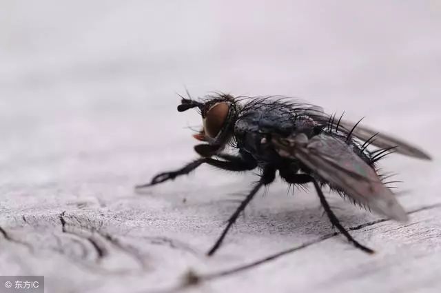 土法灭蚊蝇_土方法灭蝇_灭蝇最快土办法