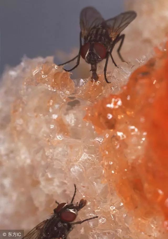 土方法灭蝇_土法灭蚊蝇_灭蝇最快土办法