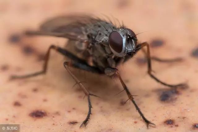 土法灭蚊蝇_灭蝇最快土办法_土方法灭蝇