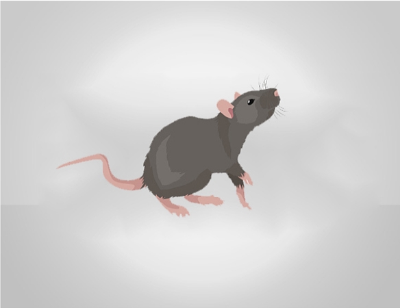 灭老鼠公司电话_灭老鼠的公司的电话号码_灭老鼠灭老鼠公司