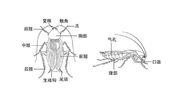 有效灭鼠神器有哪些_有效灭鼠的方法_怎样灭鼠最快最有效