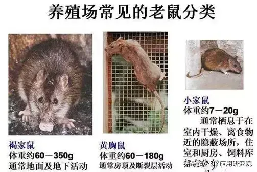 怎样灭鼠最快最有效_有效灭鼠神器_有效灭鼠的措施