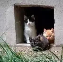 有效灭鼠的措施_怎样灭鼠最快最有效_有效灭鼠神器