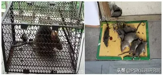 有效灭鼠神器_怎样灭鼠最快最有效_有效灭鼠的措施