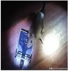 有效灭鼠神器_怎样灭鼠最快最有效_有效灭鼠的措施