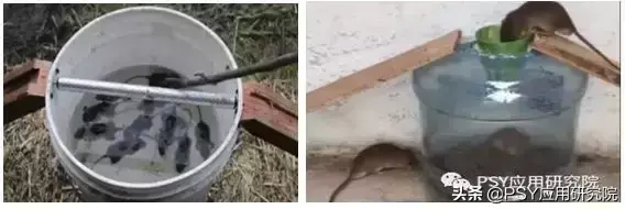 有效灭鼠神器_有效灭鼠的措施_怎样灭鼠最快最有效