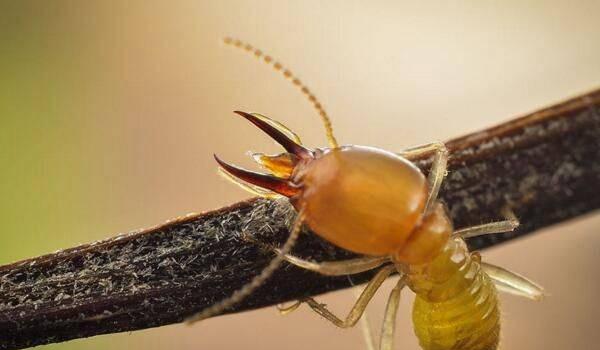 灭白蚁用什么杀虫剂_白蚁怎么灭效果最好_效果灭白蚁好不好