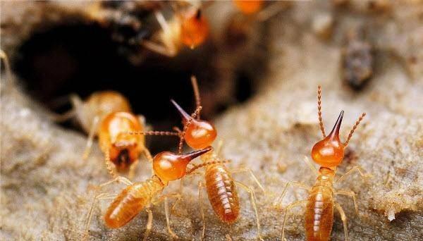 白蚁怎么灭效果最好_效果灭白蚁好不好_灭白蚁用什么杀虫剂