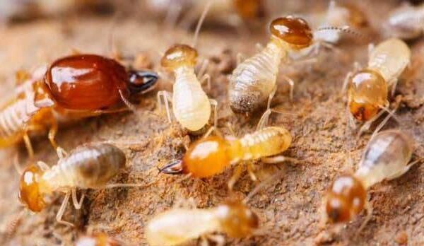 灭白蚁用什么杀虫剂_白蚁怎么灭效果最好_效果灭白蚁好不好