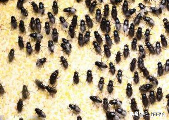 把苍蝇消灭虫子_有什么好灭苍蝇_苍蝇灭